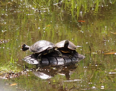 [Two turtles about the same size rest on the tire. Both of them face the camera. The one on the right has its head up while the one on the left has its right food up in the air held out to the side. Both turtles have very long nails.]